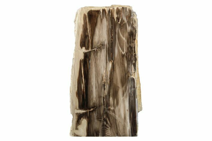 Polished, Petrified Wood (Metasequoia) Stand Up - Oregon #193617